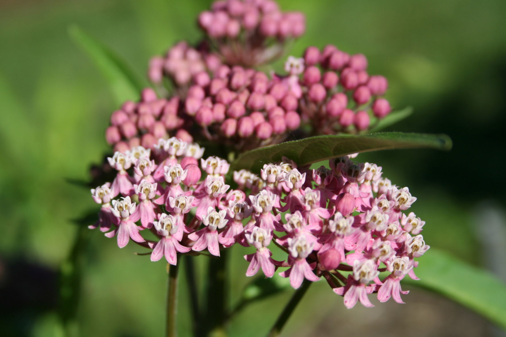 Swamp Milkweed